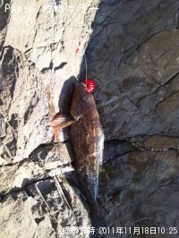 �����ʥ�