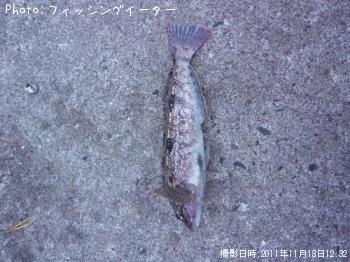 �����ʥ�