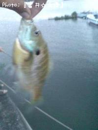 ¥Ö¥ë¡¼¥®¥ë