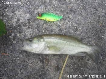 �֥�å��Х�