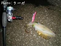 �����ꥤ��