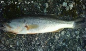 ¥Ö¥é¥Ã¥¯¥Ð¥¹