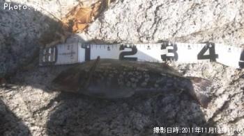 �����ʥ�