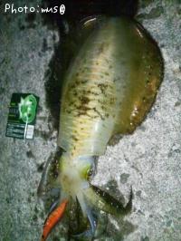 �����ꥤ��