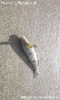 �����ʥ�