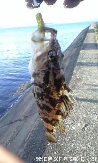 タケノコメバル