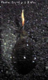 �����ꥤ��