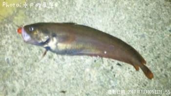 ¥¨¥¾¥¤¥½¥¥ó¥°