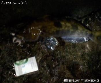 �����ʥ�