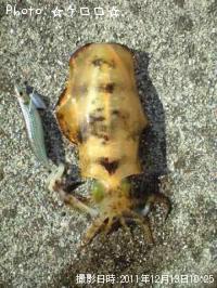 ¥¢¥ª¥ê¥¤¥«