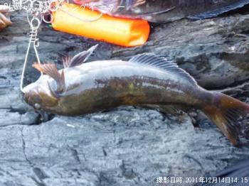 �����ʥ�