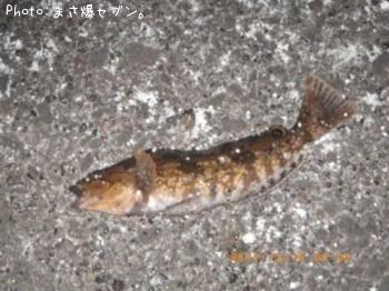 �����ʥ�