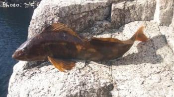 �����ʥ�