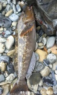 �����ʥ�