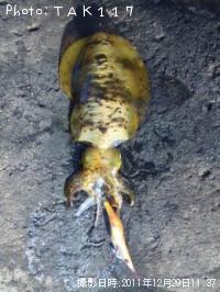 �����ꥤ��