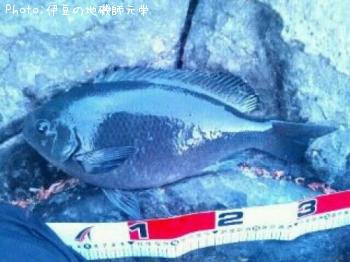 ¸ýÂÀ¥á¥¸¥Ê