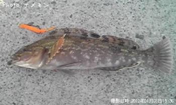 �����ʥ�