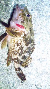 ¥´¥ó¥¶¥ì¥¹