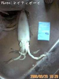 �����ꥤ��