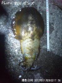 ¥¢¥ª¥ê¥¤¥«