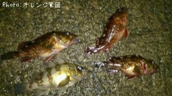 ��Х�ȥ�����