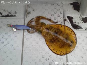 ¥¢¥ª¥ê¥¤¥«