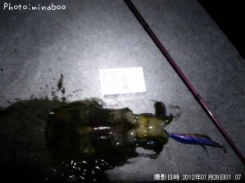 ¥¢¥ª¥ê¥¤¥«