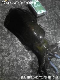 ¥¢¥ª¥ê¥¤¥«