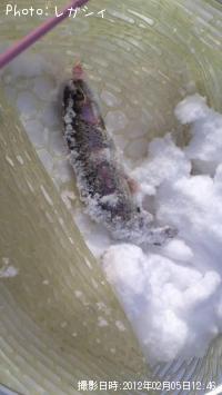 �쥤��ܡ��ȥ饦��