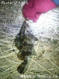 ¥¿¥±¥Î¥³¥á¥Ð¥ë