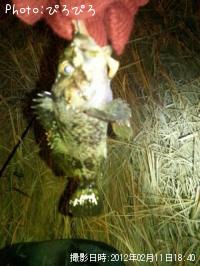 ¥¿¥±¥Î¥³¥á¥Ð¥ë