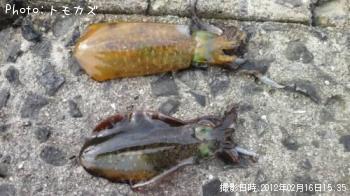 ¥¢¥ª¥ê¥¤¥«