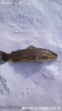 �֥饦��ȥ饦��