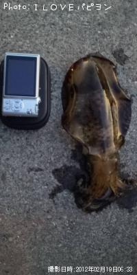 �����ꥤ��