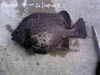 ¥¤¥·¥¬¥¥À¥¤