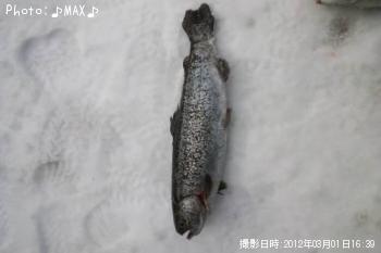 ¥ì¥¤¥ó¥Ü¡¼