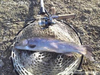 ロックトラウト