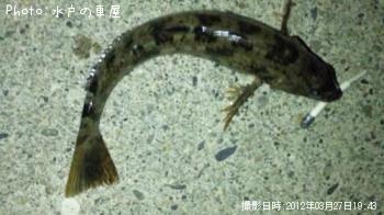 �����ʥ�