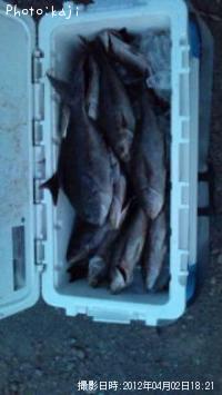 イサキ、メジナ