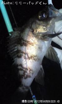 ��Х����