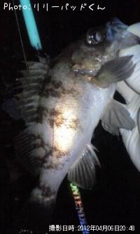 ��Х����