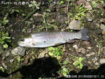 レインボートラウト