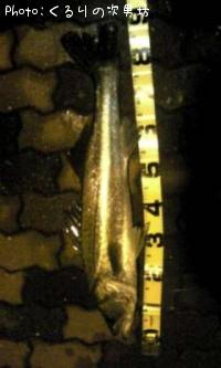 �����Х�