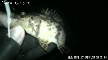 ¥¿¥±¥Î¥³¡õ¥á¥Ð¥ë