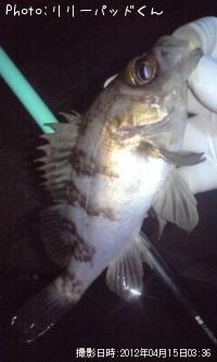 ��Х����