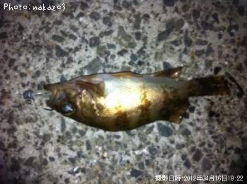 ���ӥ�Х�ߣ�