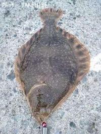 �����Υϥ��쥤