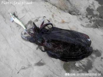 ��󥴥�����