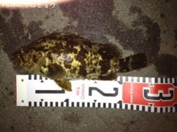 �٥å�������