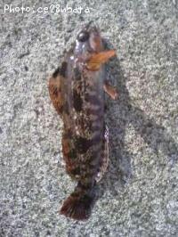 �����ʥ�